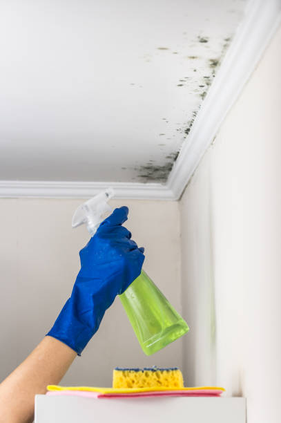 Best DIY Mold Remediation in Marshfield, MO